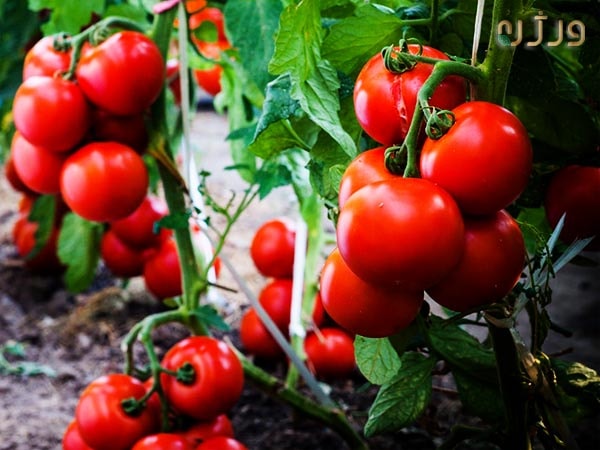 تأثیر گوجه فرنگی بر پیشگیری از سرطان